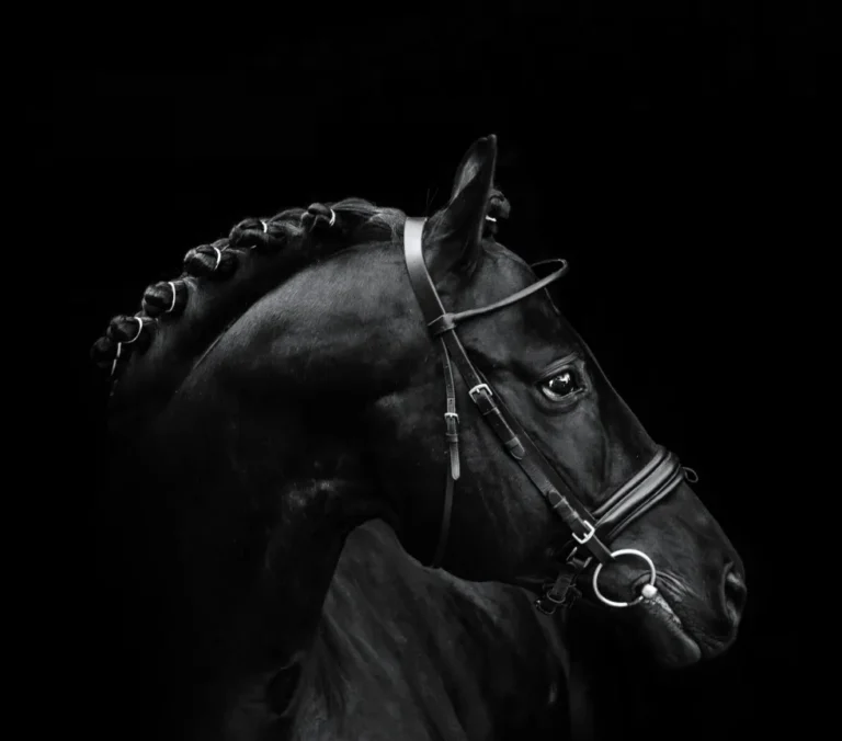 Cavalora - realizacja Projektywni